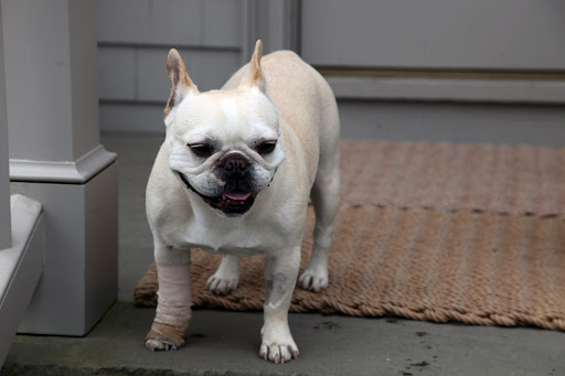 My leg with the dew claw removal is doing much better.  I've been without the cone for a while now and have just a simple bandage.  On Friday, I'll return to the vet for one last change of bandage and in a week, I should be all healed!