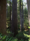 california_sequoia