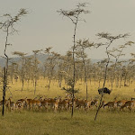 Africa10.JPG