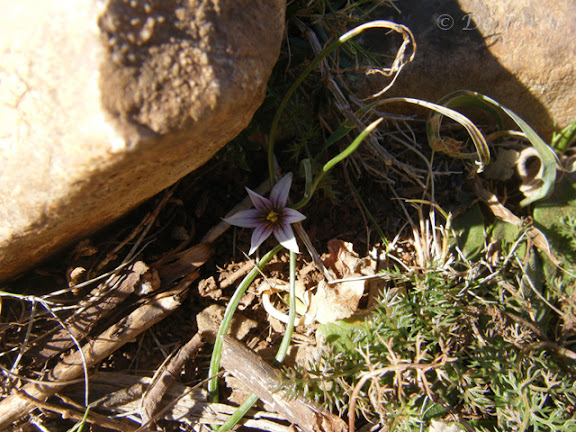 2012_02260026_romulea columnae.jpg