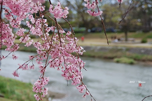 日本 京都 半木之道 櫻