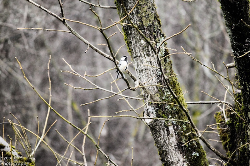 Eyes-of-iSi-Kohlmeise-Baum