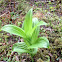 False hellebore