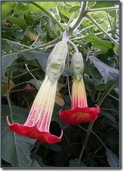 glasgow botanics trumpet flowers