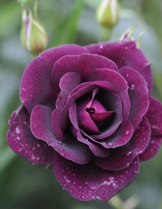 claus20090828_070839_2