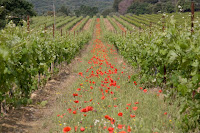 Poppies and vines.