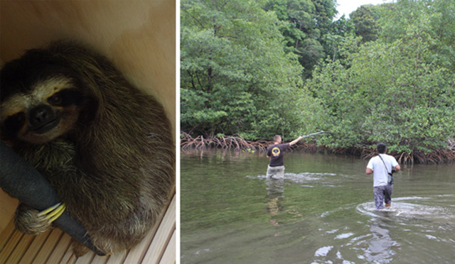LEFT: Pygmy sloth in a box back on Isla Escudo de Veraguas. Photo: Shannon Thomas RIGHT: Radio tracking sloths on the island. Photo: Craig Turner / ZSL