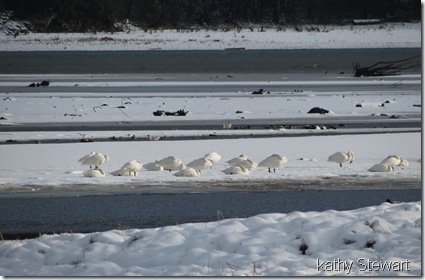 Some of the swans on the flats