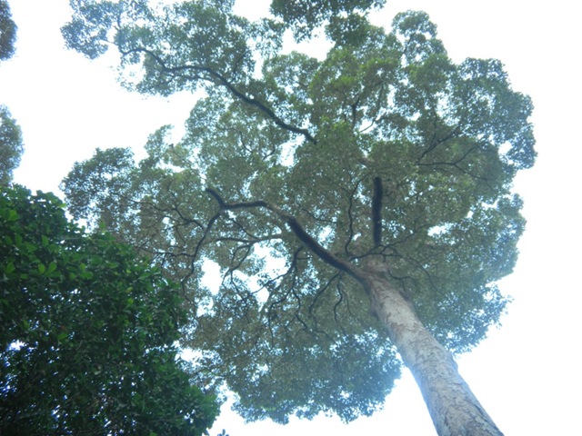 [durian%2520balik%2520pulau%252012%255B2%255D.jpg]