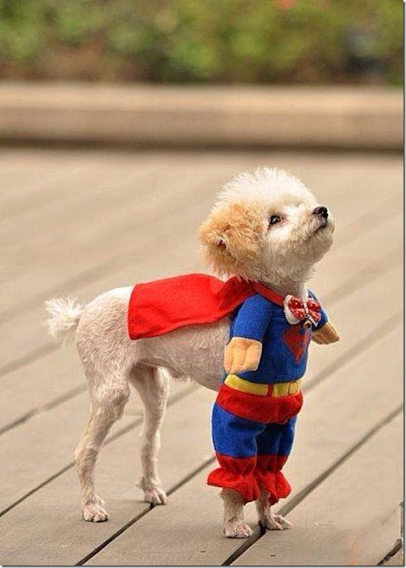 super-dog
