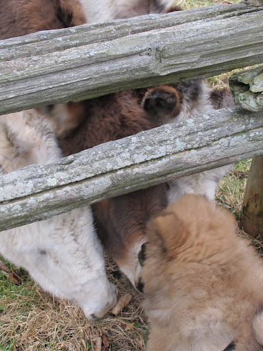 So let me get this straight - Clive, Rufus, and Billie with the spots.  You're all so nice.
