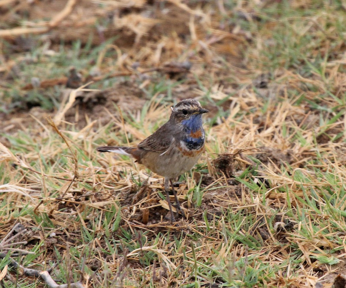 Bluethroat (Male)