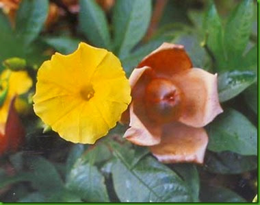 Hawaiian Woodrose Hawaiian Woodrose