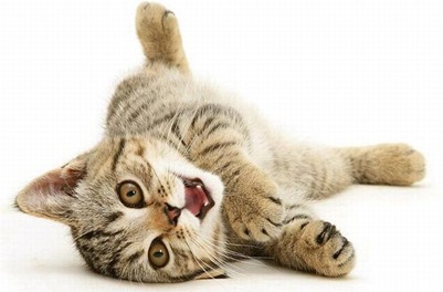 foto-gatos-filhotes-02