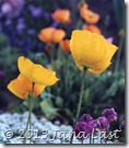Yellow Poppies Yellow Poppies