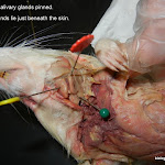 rat_salivary_glands.JPG