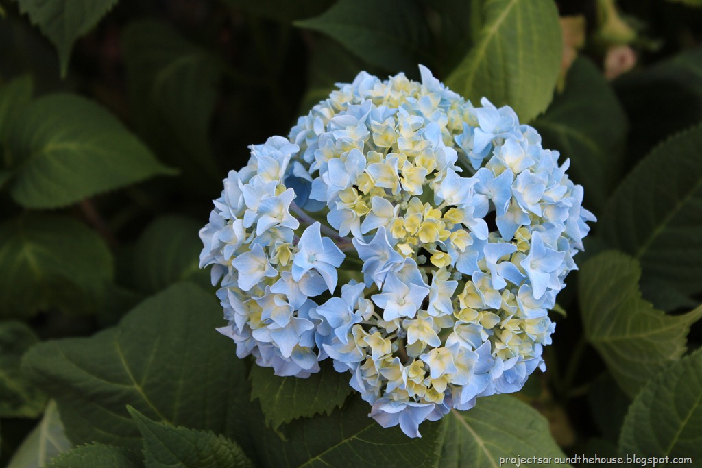 [hydrangea%255B3%255D.jpg]