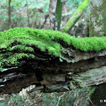 DSC_9880.JPG