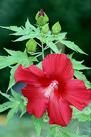 [Hibiscus_LordBaltimore2%255B7%255D.jpg]