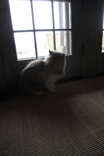 Verdi knows to be careful outside.