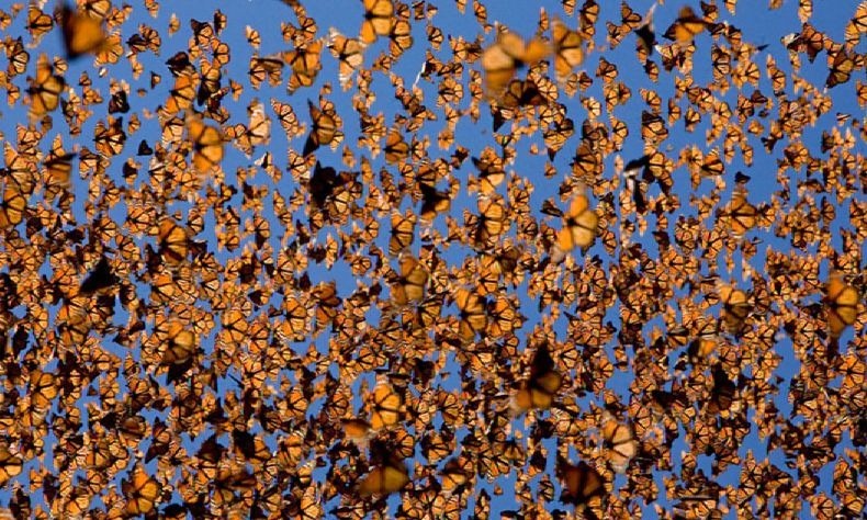 [بالصور] شاهد صور لهجرة الفراشات الملكة Monarch-migration-22