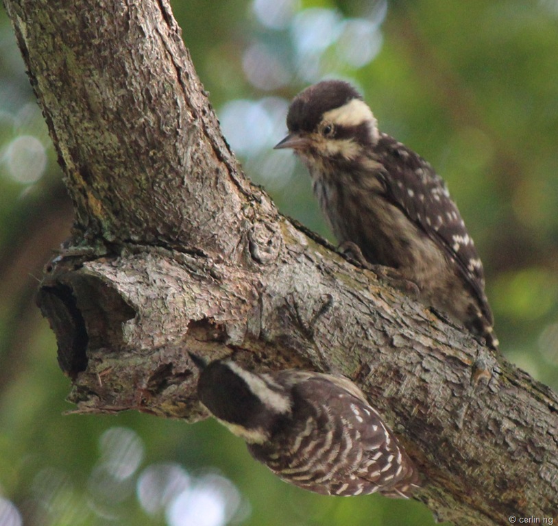 [sunda-pygmy-woodpeckers3.jpg]