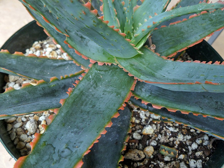 [110925_Aloe-KG14_021.jpg]