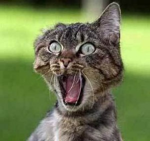 [scared_cat-300x2813.jpg]
