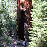 Sobrevivendo ao fogo - Giant Forest -  Sequoia e Kings Canyon NP, California. EUA