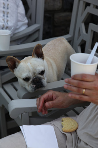 My dog nose detects a whiff of lemon and I adore lemon!