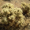 Valley of Fire, Joshua Tree National Monument 032.JPG