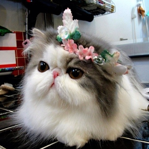 [hope-cat-instagram-8%255B2%255D.jpg]