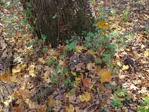 hen of the woods at tree base hen of the woods at tree base