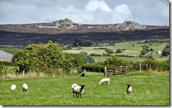 Sheep and Stiperstones