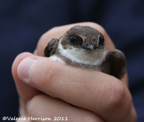 [ringing%2520sandmartin-1%255B2%255D.jpg]
