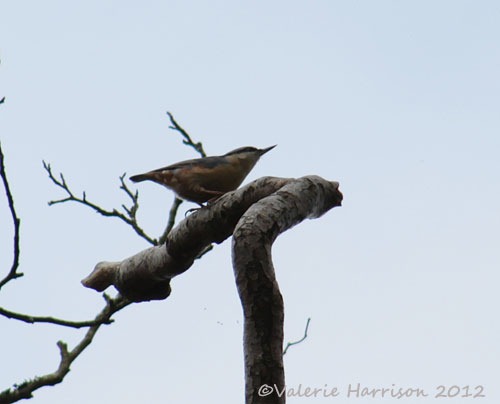 [13-nuthatch%255B2%255D.jpg]