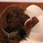 dog617-6.jpg