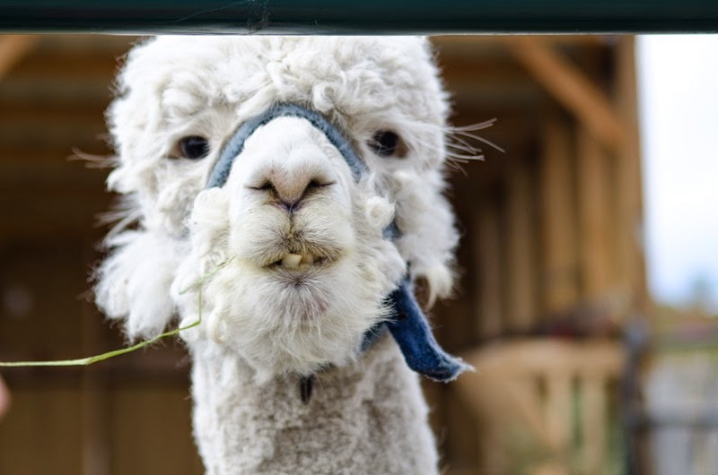 [pumpkinpatchMatt-19%255B7%255D.jpg]