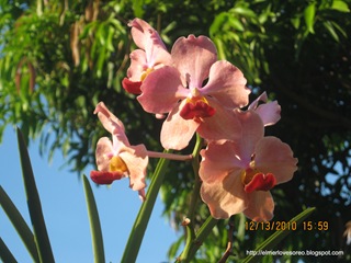 [IMG_0976%255B3%255D.jpg]