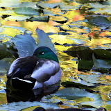 Sleeping Mallards.jpg