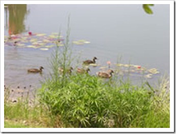 pond-small
