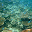 Thousands of Fish Swimming Amongst The Coral - Oak Beach, Australia