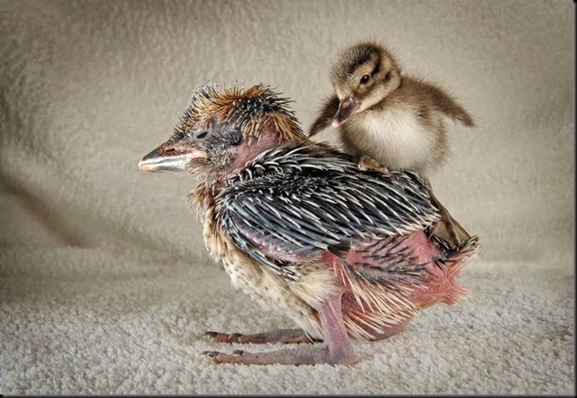 Solent News Kookie & duckling 4