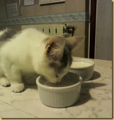 Isotta lattino