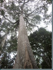 Árvore Sumaúma, floresta Amazônica. (3)