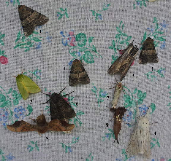 1. Drepanidae : Thyatirinae : Tethea ocularis LINNAEUS, 1767. 2. Nolidae : Chloephorinae : Pseudoips prasinana LINNAEUS, 1758. 3. Notodontidae : Stauropinae : Pheosia rimosa PACKARD, 1864. 4. Notodontidae : Notodontinae : Cerura (Apocerura) erminea ESPER, 1783. 5. Bombycidae : Oberthueria caeca OBERTHÜR, 1880. 6, 7 et 8 : à identifier. Tigrovoy, 22 juin 2011. Photo : J. Michel