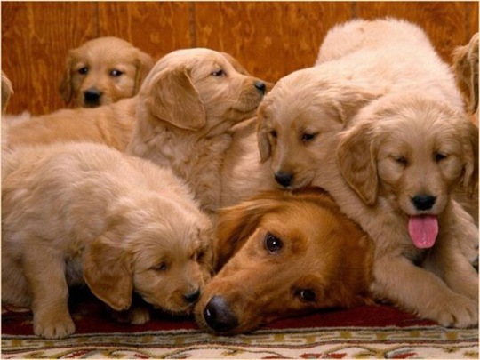 [funny-animals-haha-22%255B2%255D.jpg]
