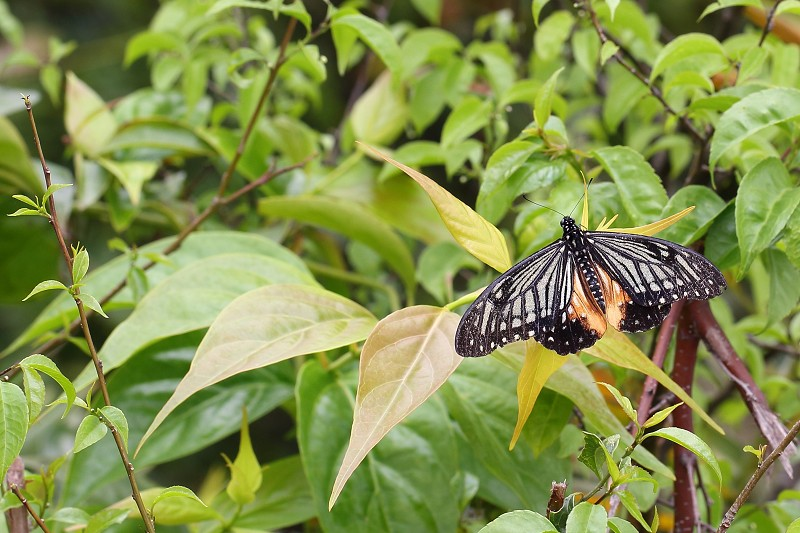 褐斑鳳蝶