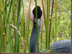 Crane International Center WI