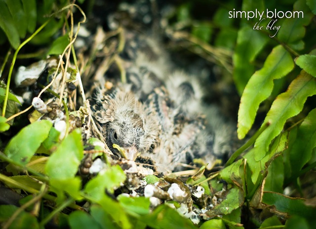 [babybirds4of1%255B1%255D.jpg]